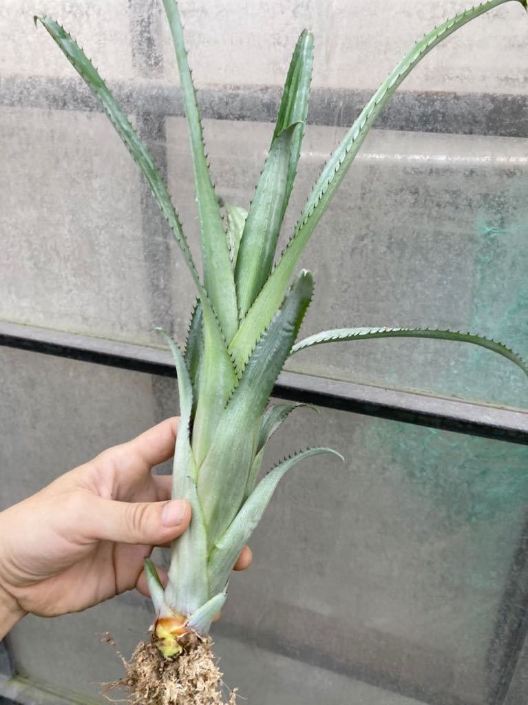 Aechmea bromeliifolia (Dwarf) 】☆ぽっこりつぼ型エクメア / 矮小