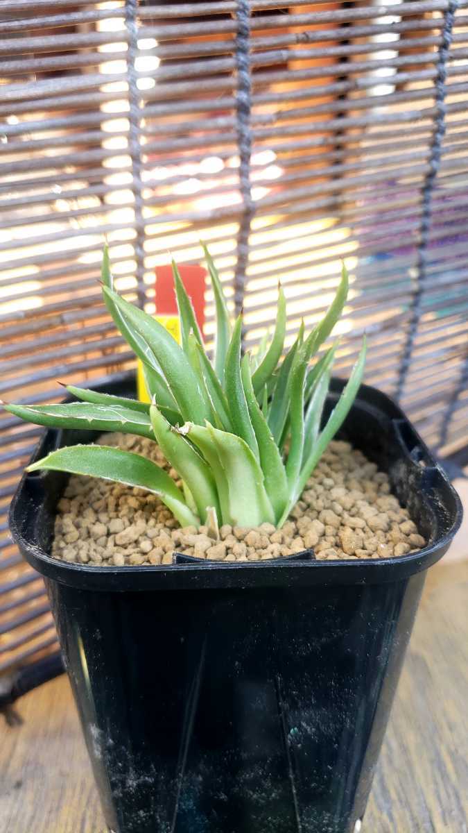 姫笹の雪 特美ペンキ A3242☆アガベ 多肉植物☆「送料無料」浦部