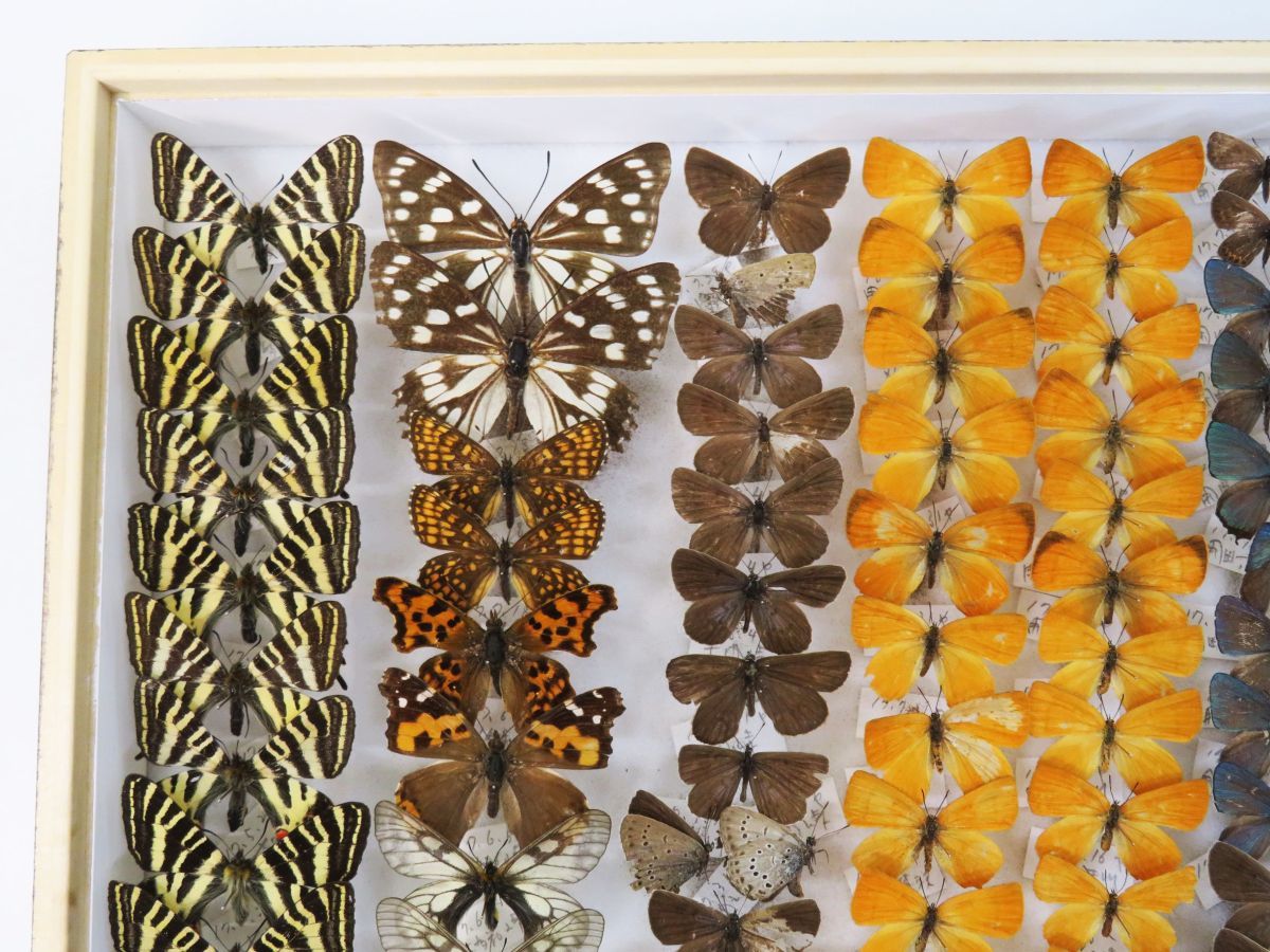 世界のウスバシロチョウ 蝶の標本 【公式通販】