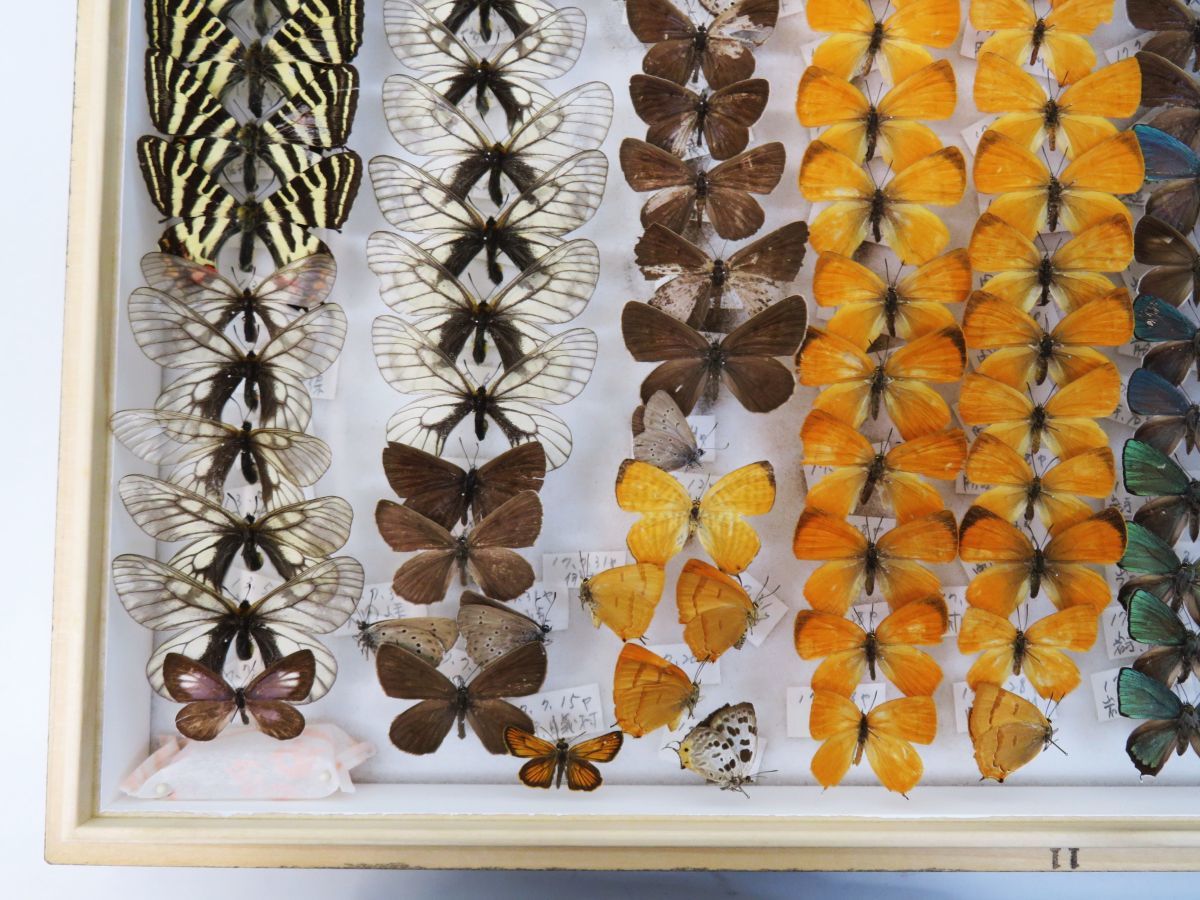 世界のウスバシロチョウ 蝶の標本 【公式通販】
