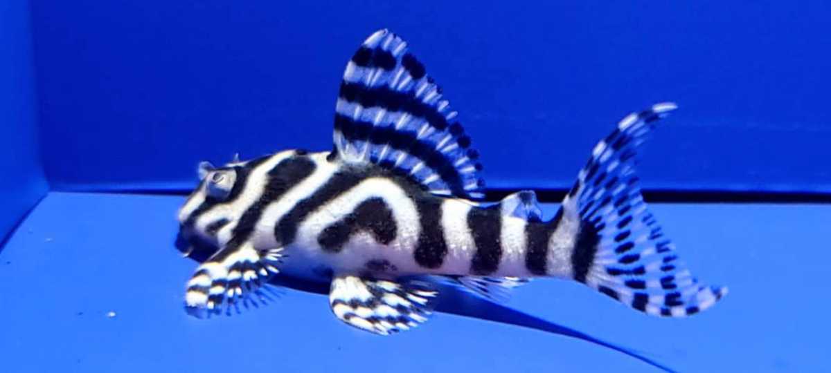 メガクラウンゼブラプレコ 血統ミックス 国内繁殖 キンペコ 約5cm 保証有り