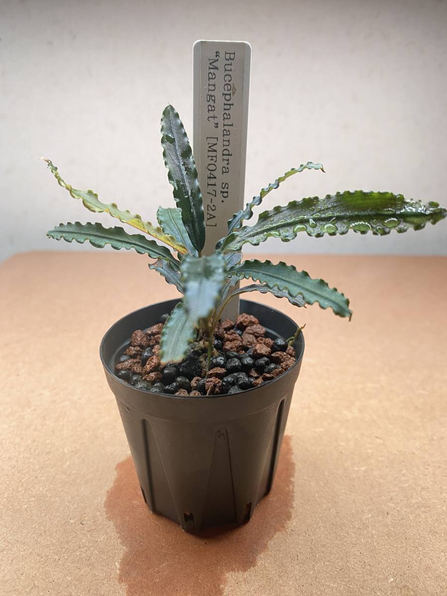 Bucephalandra sp. Mangat 【MF0417-2A】 ブセファランドラ