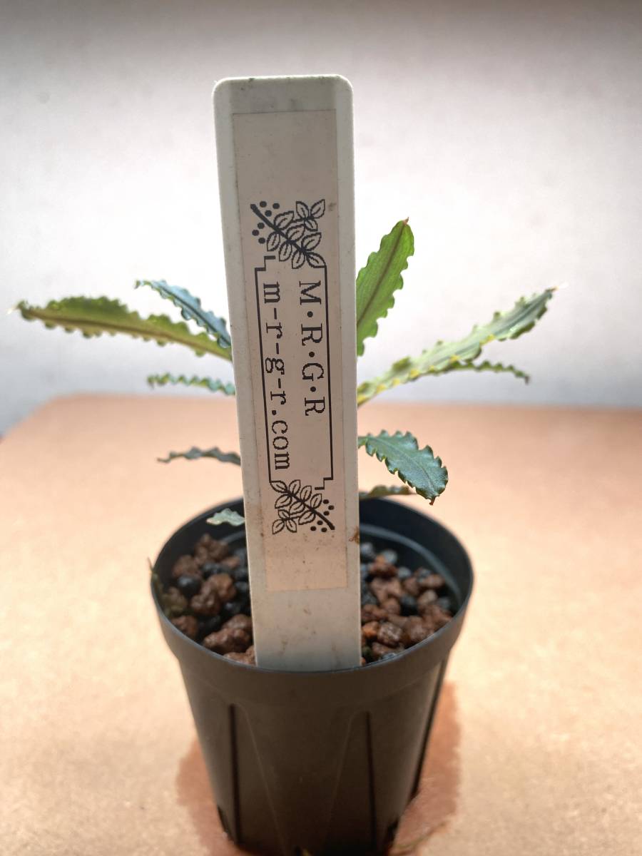 Bucephalandra sp. Mangat 【MF0417-2A】 ブセファランドラ