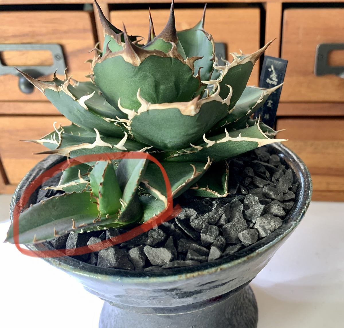 アガベ 宝珠 子株 ヤバノタ agave (☆検索用 チタノータ titanota 多肉