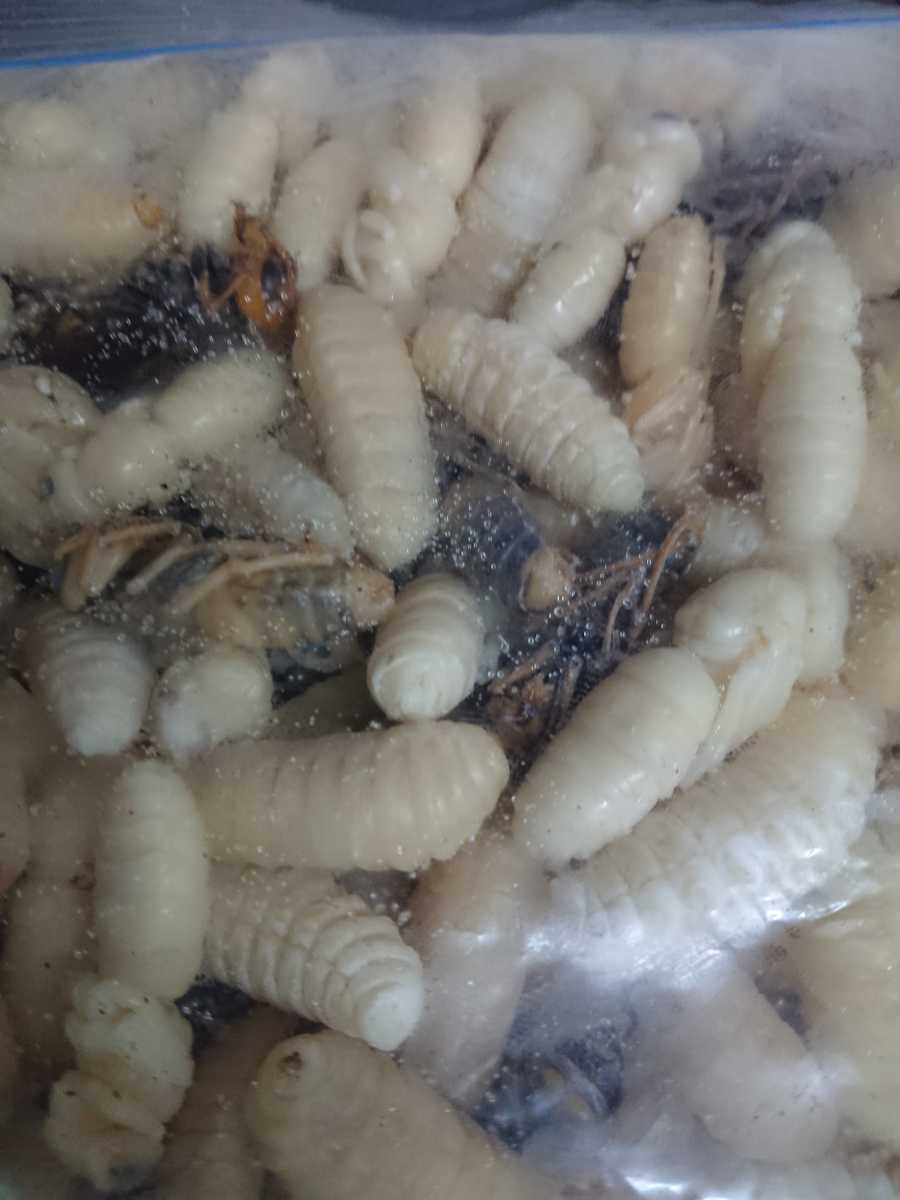 【大人気，人気セール】 9/25発送 No.23 昆虫食 オオスズメバチ蜂の子(健康食品)｜売買されたオークション情報、yahooの商品情報をアーカイブ公開 - オークファン その他