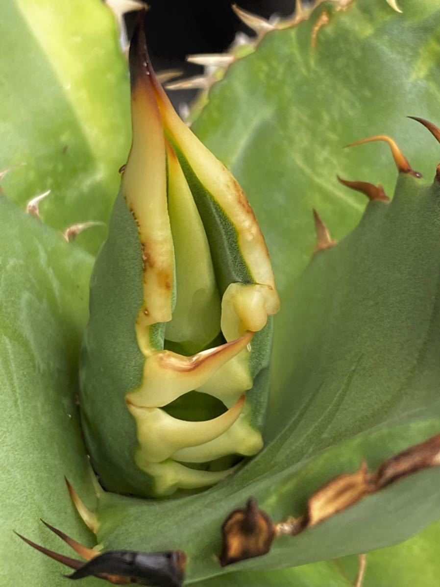 ヘドラ（上陸期）震度7でひかる