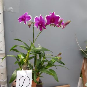 Den Bigalex Spectabileデンドロビウム ビックアレックス スペクタビレ Www Galerieamlindenhof Ch