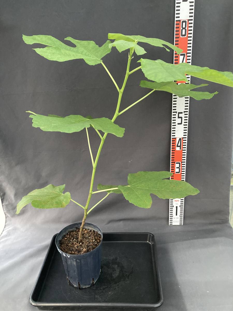 22-18 LSU Scott's Yellow（LSUスコッツイエロー） イチジク 苗木