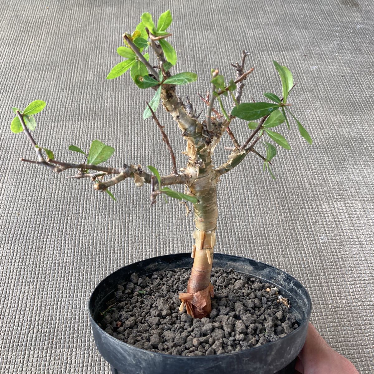 人気，豊富な コミフォラ ハベシニカ 現地球 発根済 塊根植物 