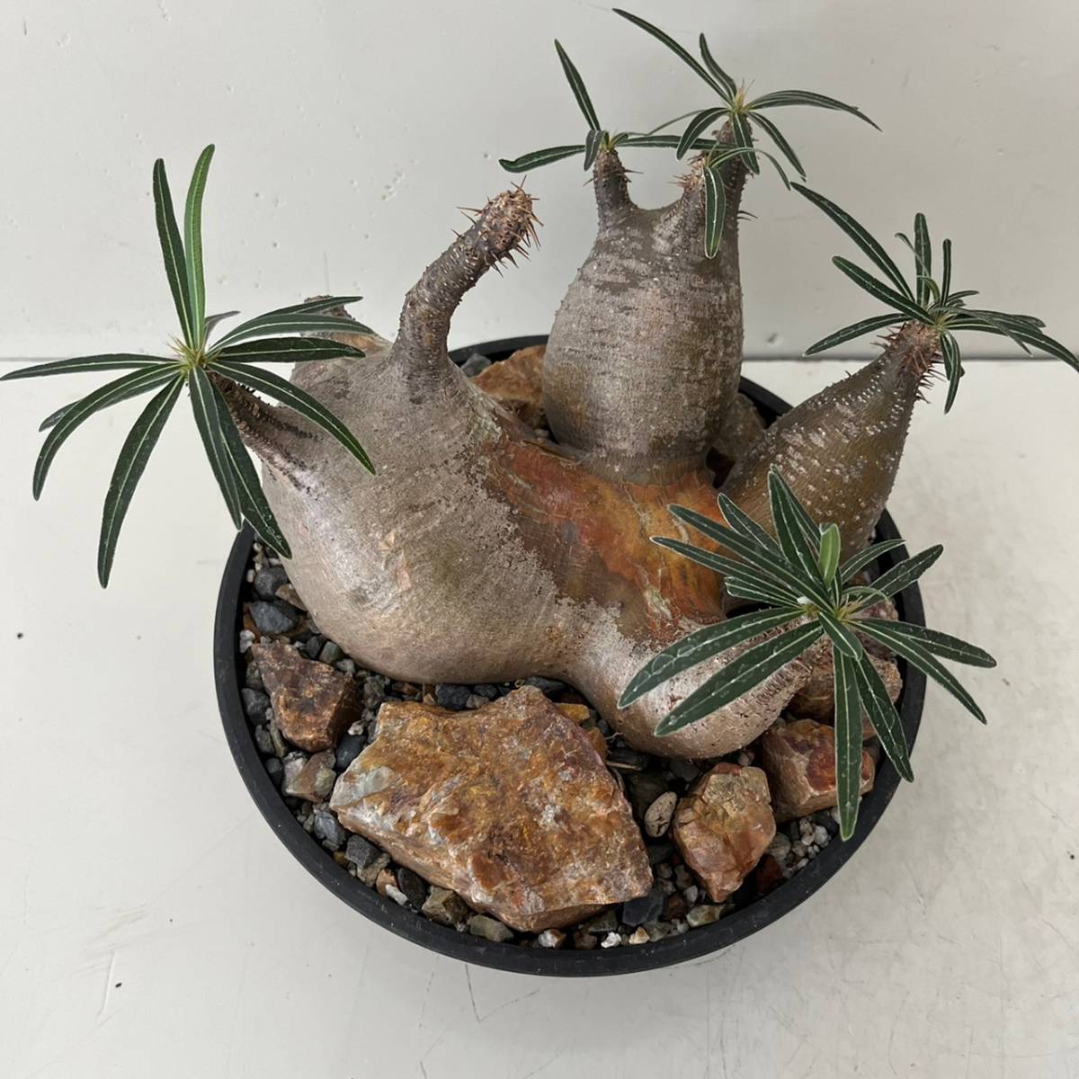 大株 多頭 発根済 グラキリス［ YG174 ］マダガスカル 現地株 / 塊根