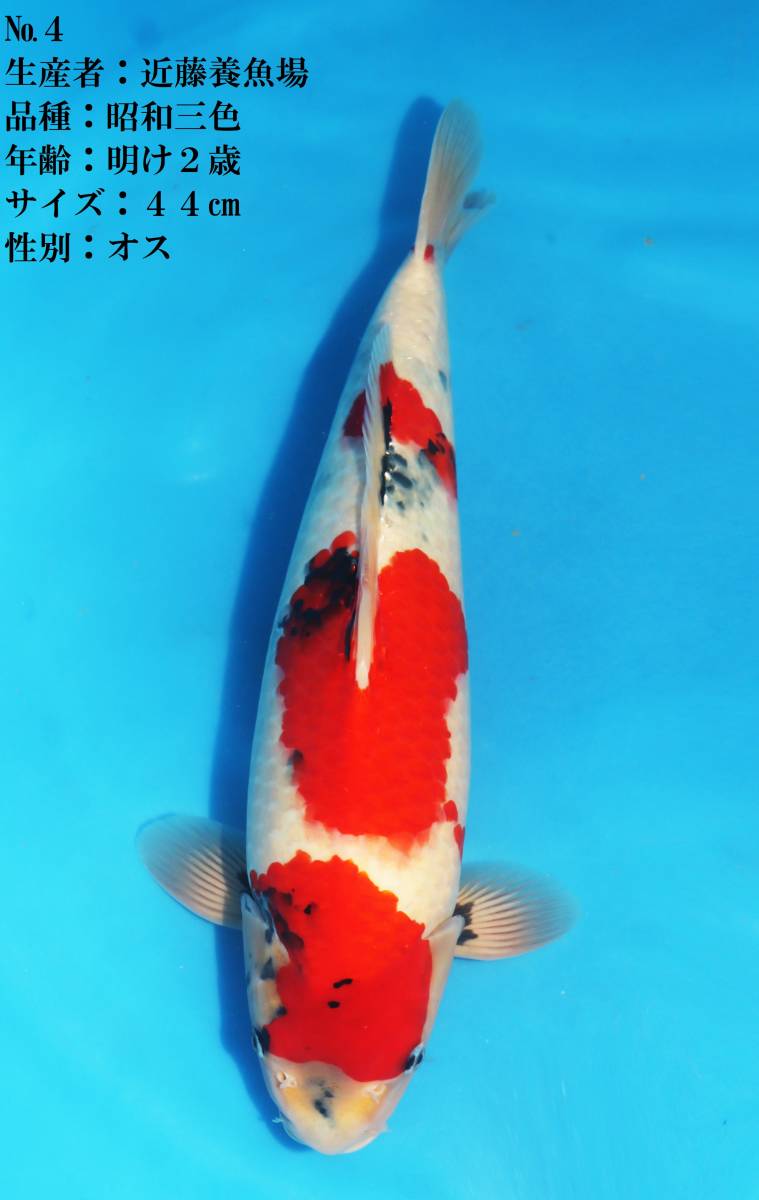 ◇革命鯉◇ №4【今年もあと僅かでシーズン突入。。】 近藤養魚場産