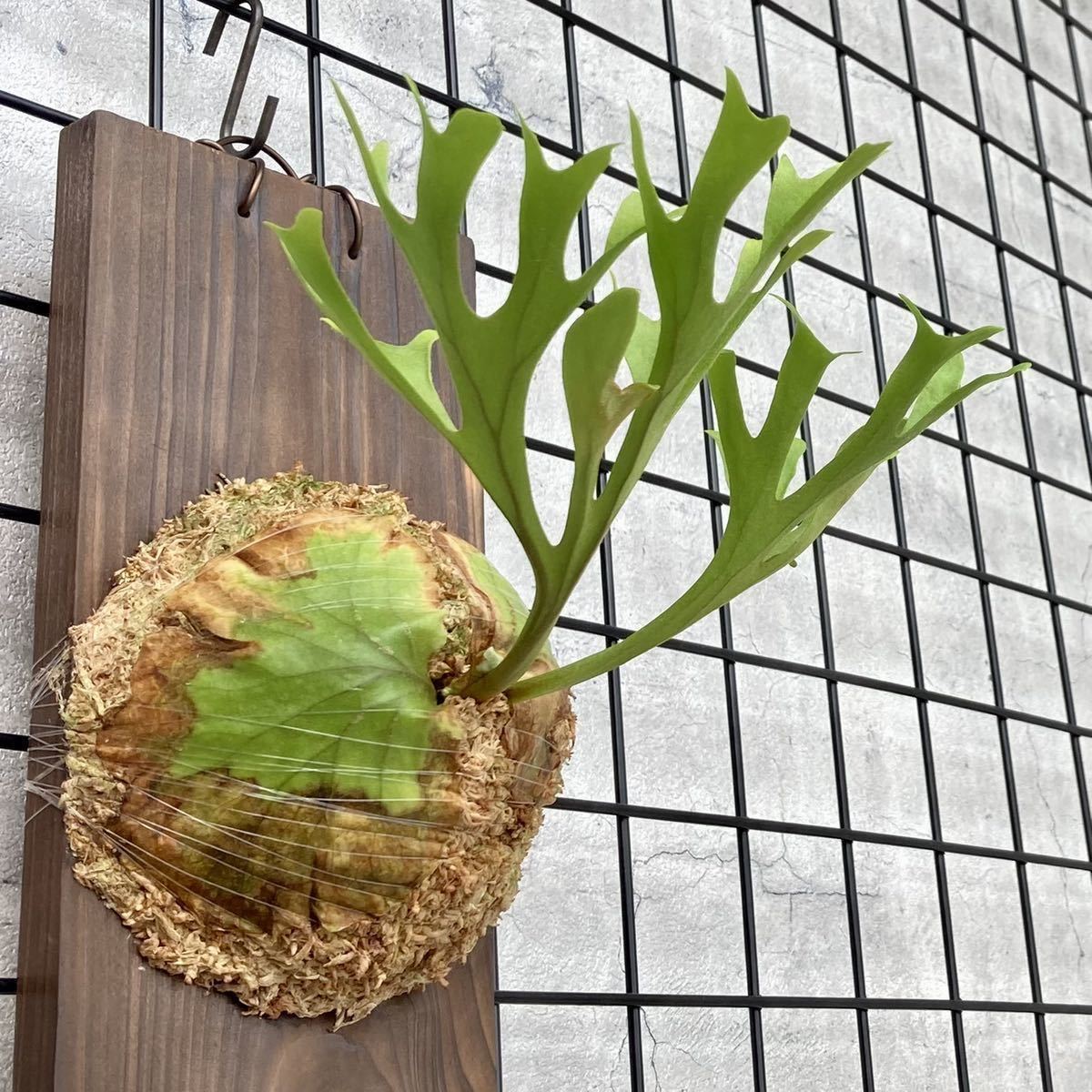 1円スタート P. ridleyi リドレイ 胞子培養 ビカクシダ コウモリ
