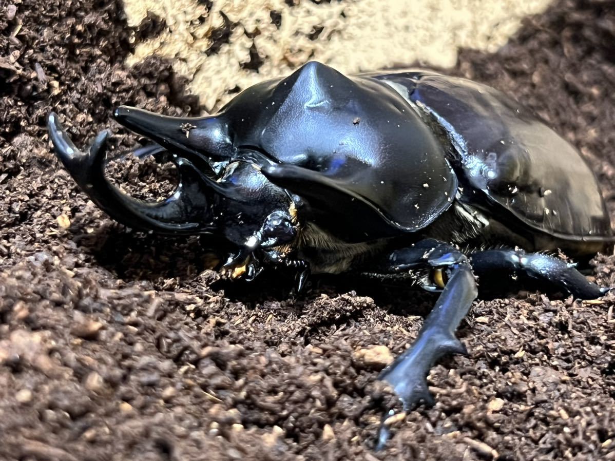虫類 レックスゾウカブト【アクティオンゾウカブト】 ペア