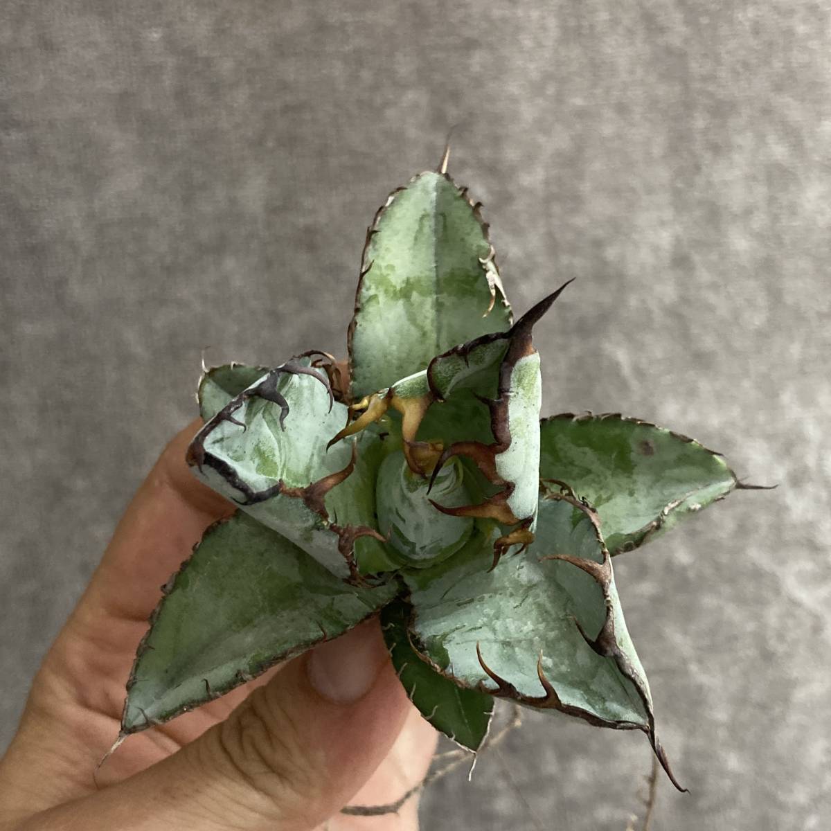 R99-17 特選 アガベ 多肉植物 チタノタ BB ブラックアンドブルー 濃黒
