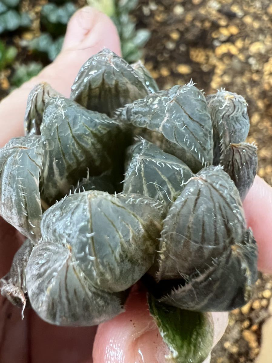 多肉植物 ハオルチア 青鏡オブツーサ錦 ハオルチア 多肉植物 多肉植物 ハオルチア 青鏡オブツーサ錦 ハオルチア 多肉植物