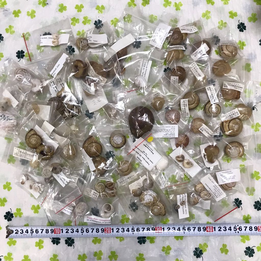 K135 貝 標本 大量 まとめて 現状品 コレクター整理品 陸貝 かたつむり