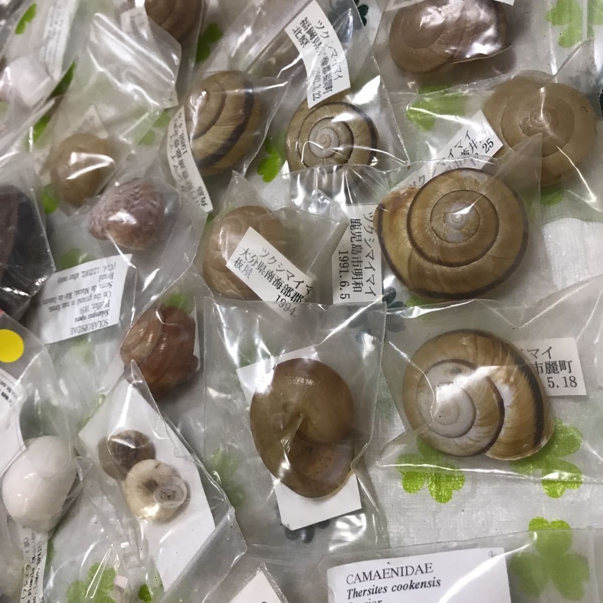 K135 貝 標本 大量 まとめて 現状品 コレクター整理品 陸貝 かたつむり