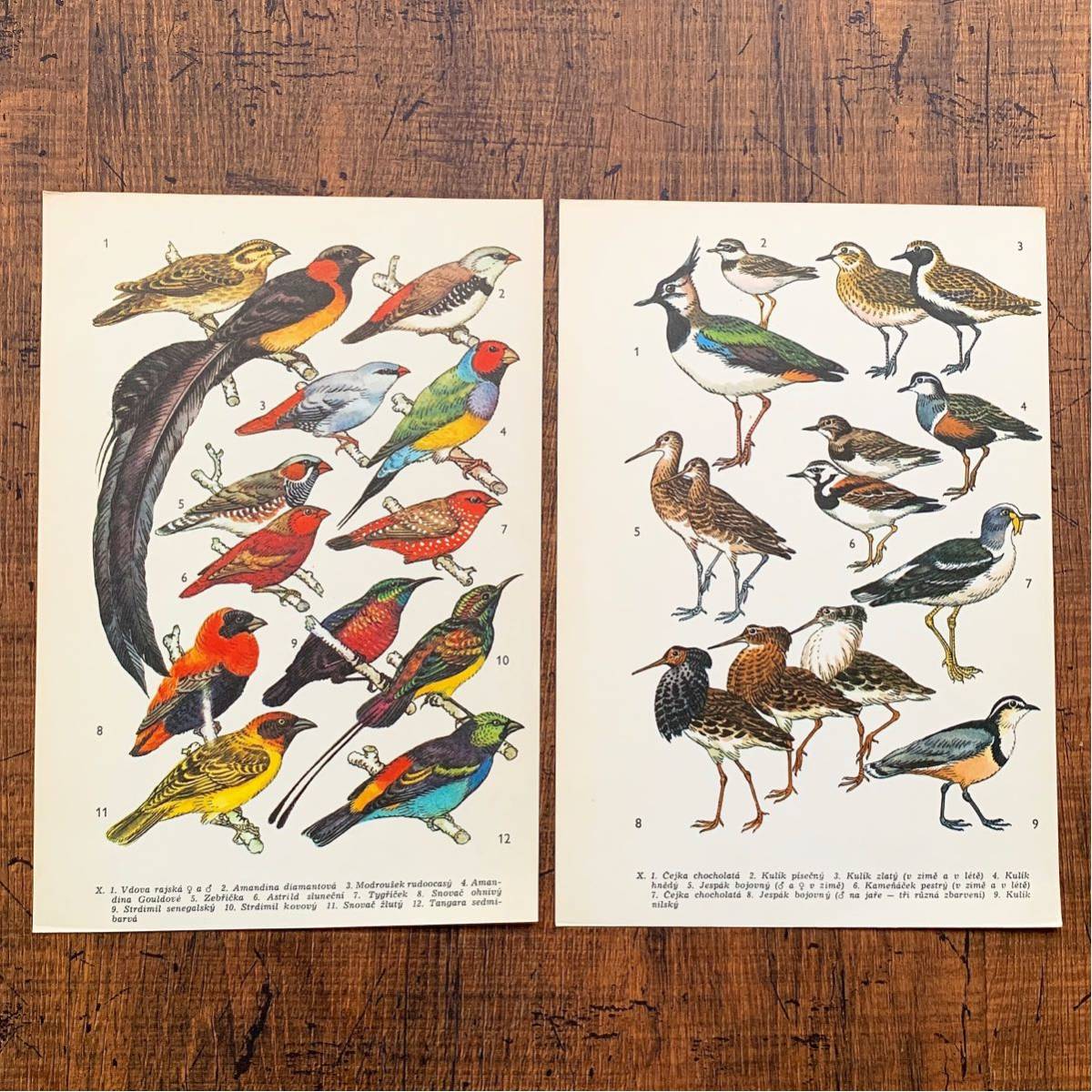 チェコの古いカードタイプの鳥類図鑑(Ptaci 1974年)/アンティーク
