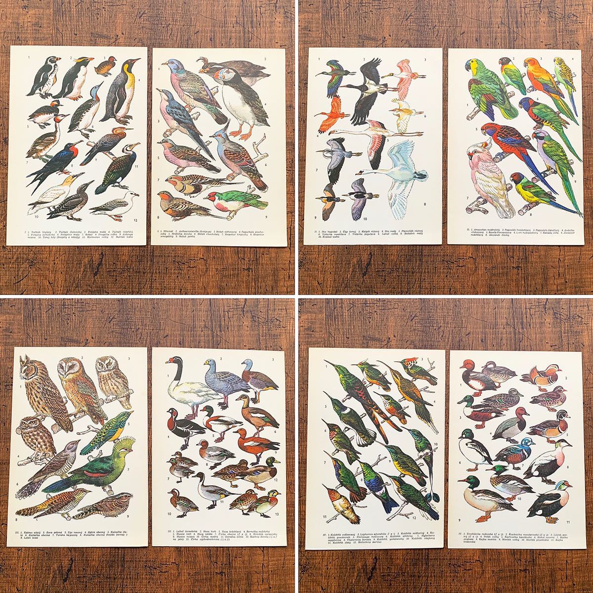 チェコの古いカードタイプの鳥類図鑑(Ptaci 1974年)/アンティーク