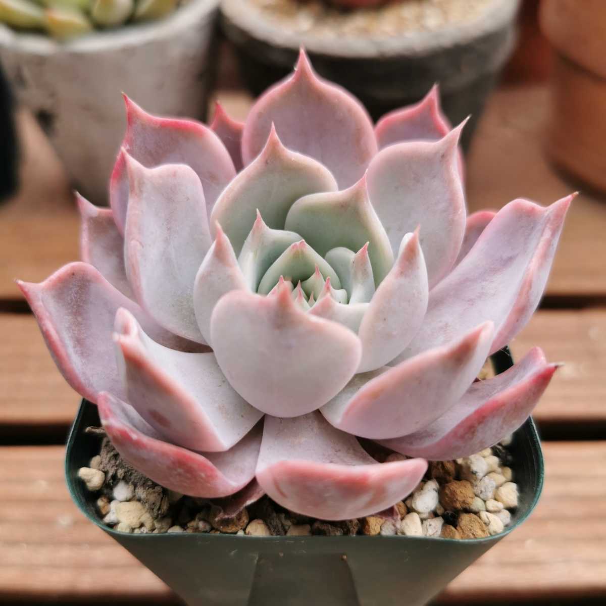 チェリー 多肉植物 多肉植物 チェリークイーンの入札履歴 - 入札者の順位