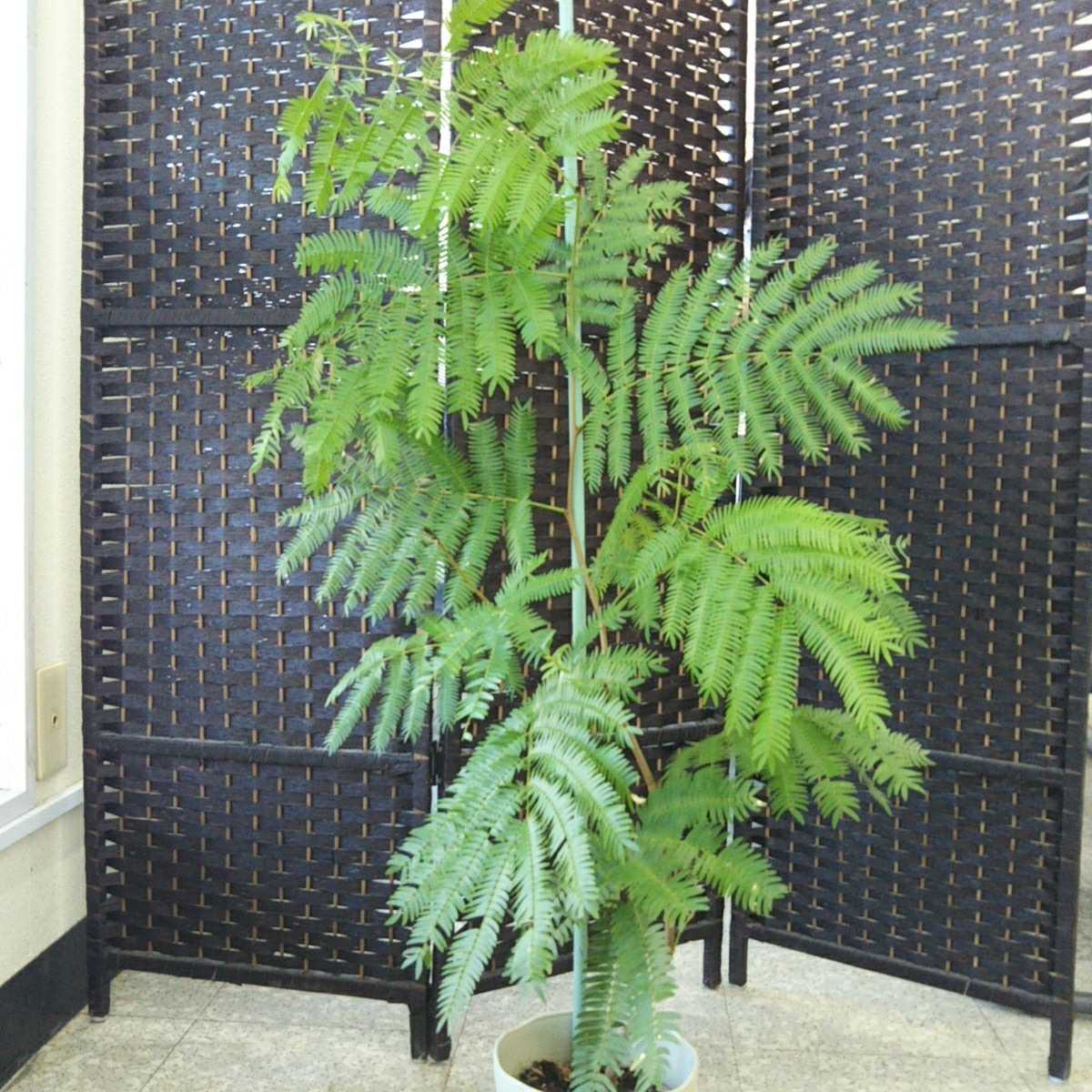 エバーフレッシュ②鉢底から鉢底から85cm 【公式通販】