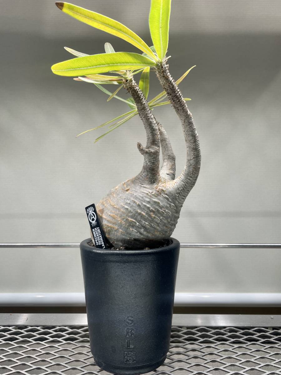 s*h様 パキポディウム グラキリス 塊根植物 コーデックス No，9 パキポディウム グラキリス 大株 現地球 発根済 塊根植物 検索