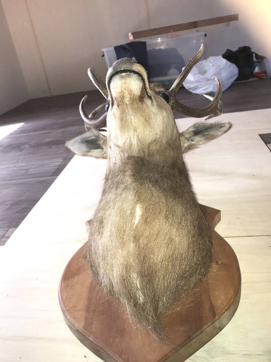 ハンティングトロフィー 鹿の シカの角鹿 角付き頭蓋骨 ニホンシカ