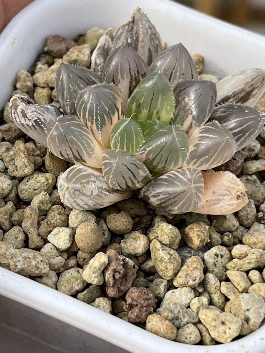 ≧∇≦）多肉植物 ハオルチア 赤線レンズオブツーサ錦 極上斑B