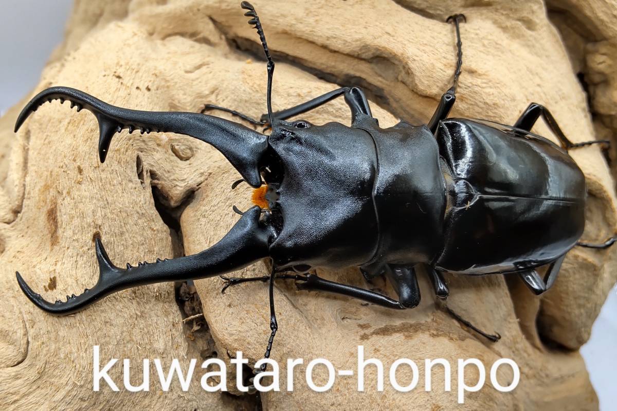 激安大特価，新作登場】 【kuwataro-honpo】ダイスケギラファ 初・2令 