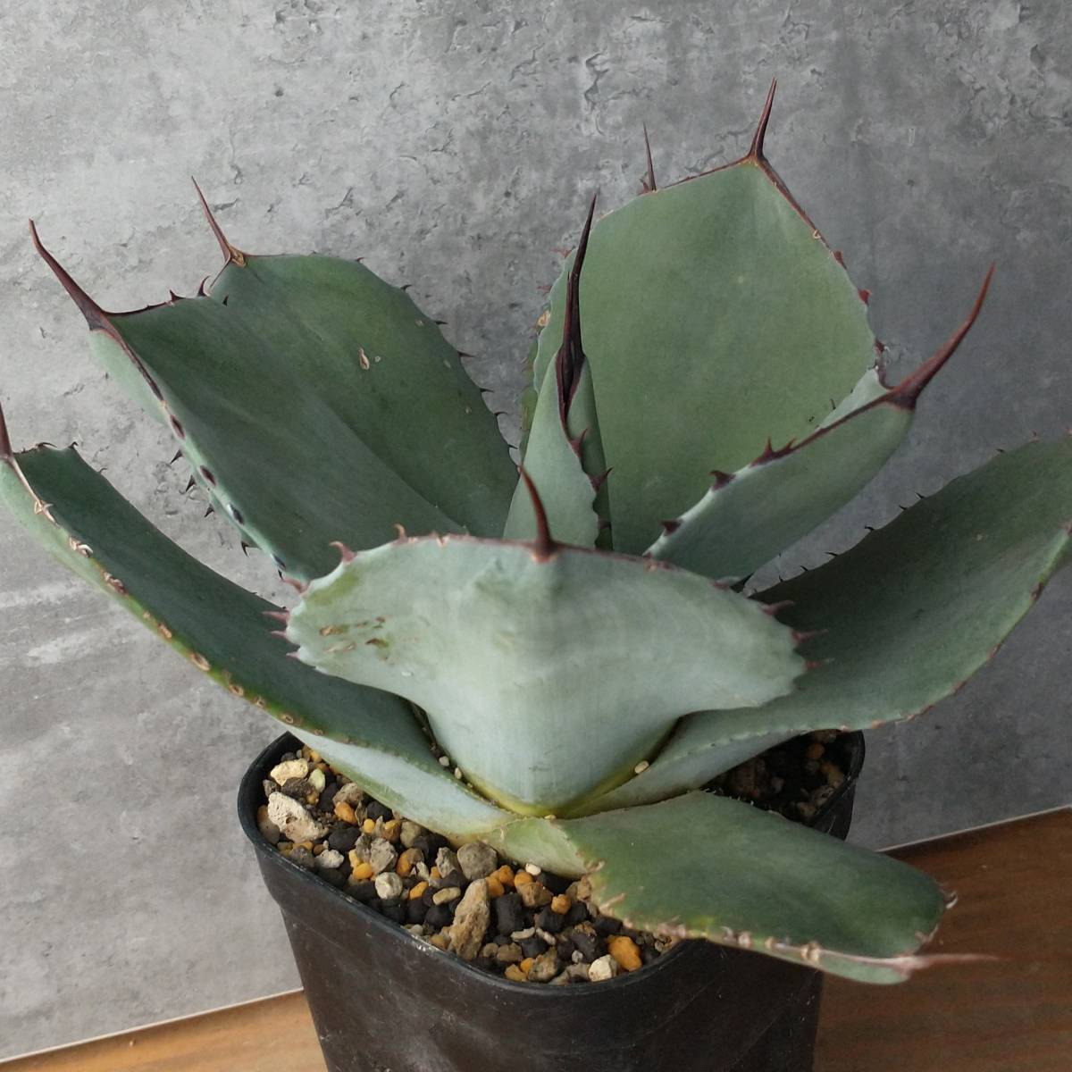F1582】【極上US株！！親株】アガベ パリー トランカータ Agave parryi
