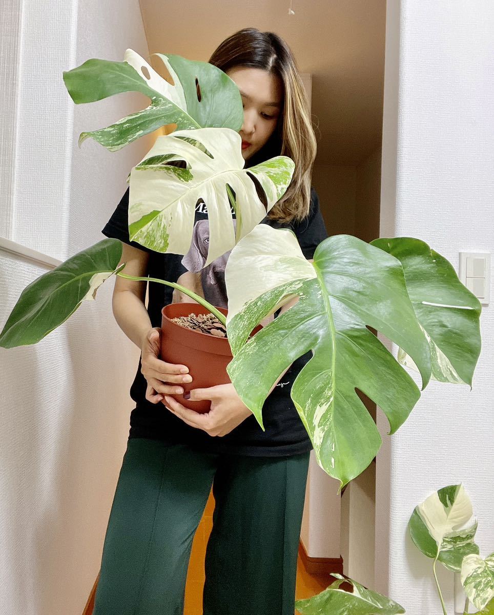 Monstera albo borsigiana variegata 白斑モンステラ アルボ