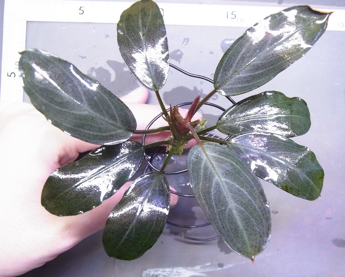 ◇ブセファランドラsp.パールグレイ【TB便】Bucephalandra sp.Pearl