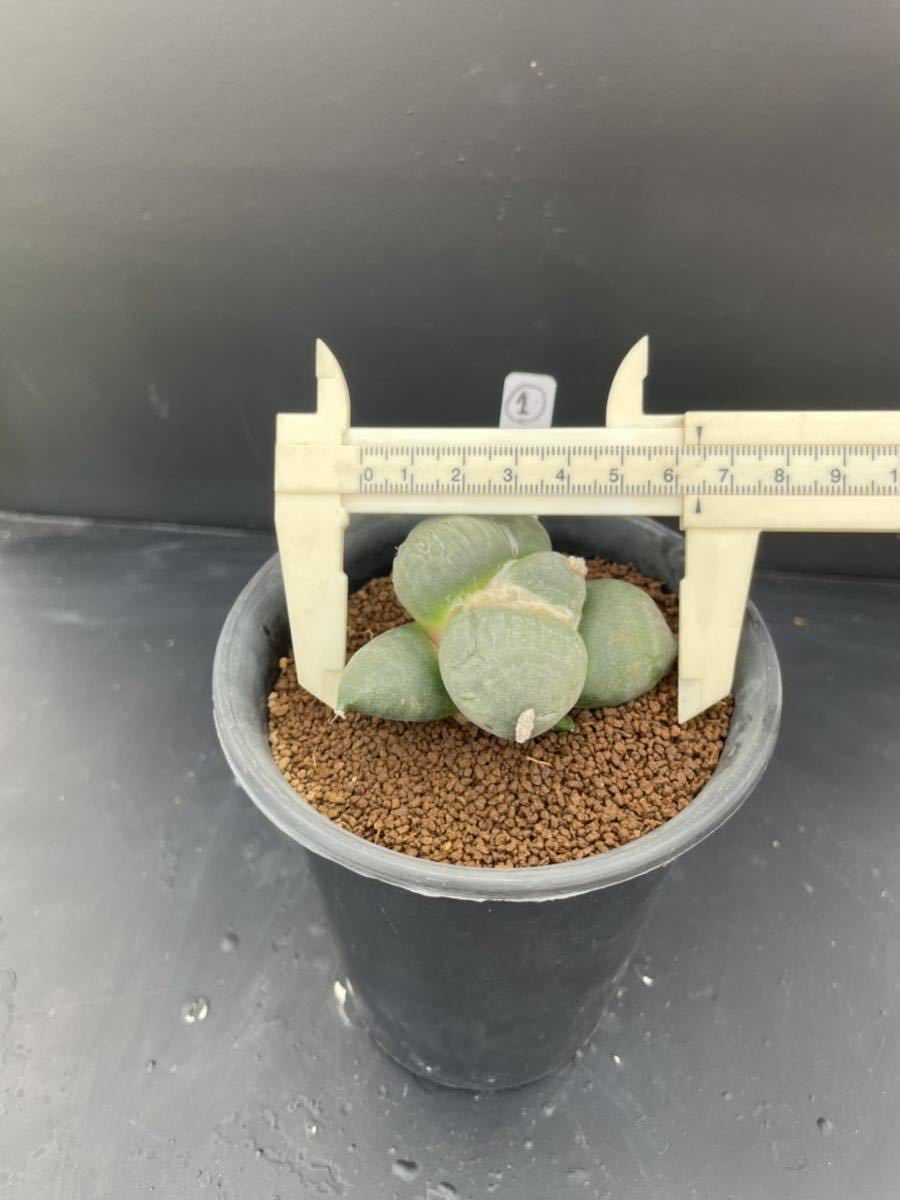1 サボテン 青磁牡丹 変わり疣 牡丹 （実生・鉢植え発送） 実生