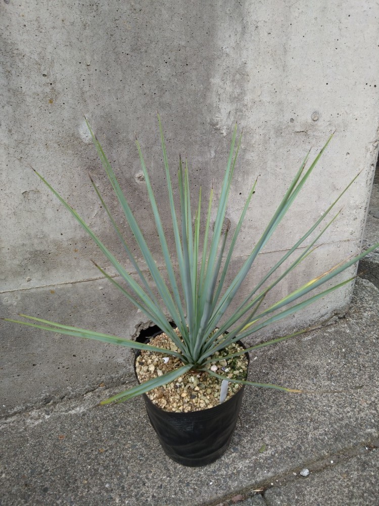Yucca rigida ユッカ リギダ 当方実生株 (ダシリリオン ドライガーデン