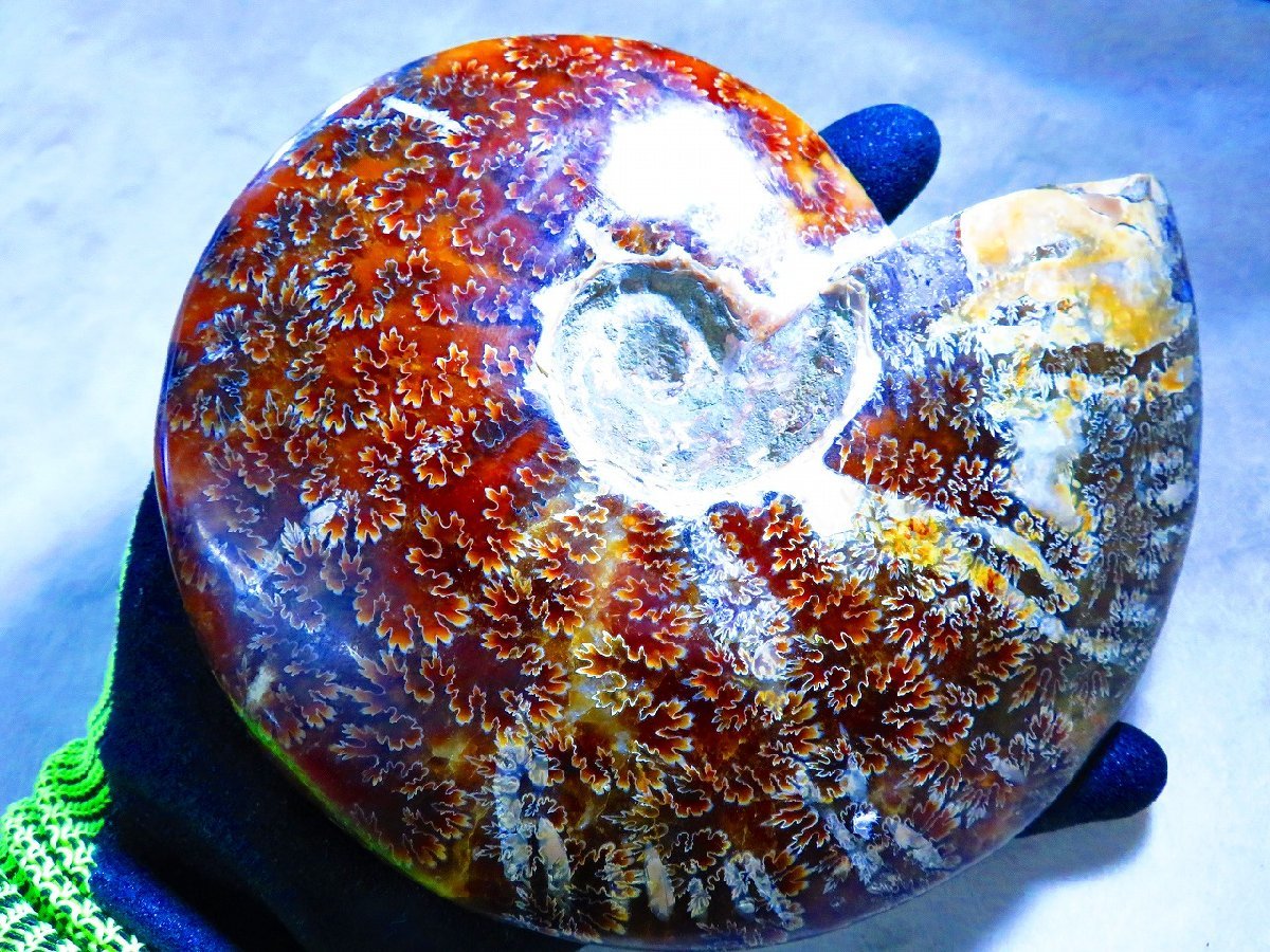 絶品☆数万個の一個☆天然マダガスカル産 化石 イリデッセンス