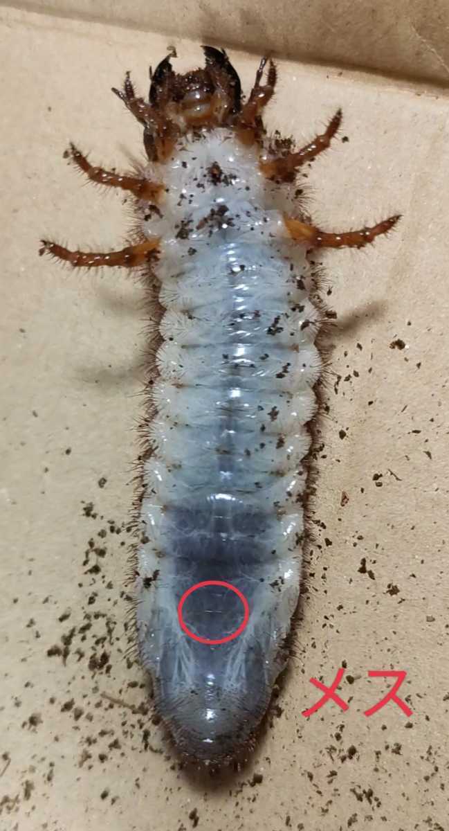 性別判定あり幼虫】ミンダナオ産 アトラスオオカブト 幼虫3匹（オス×2 