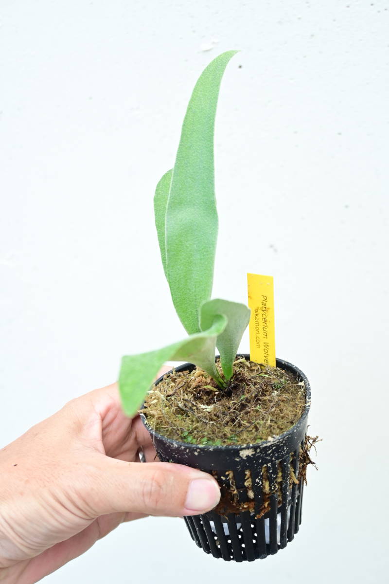 P.Wolverine(P.veitchii Auburn river × P.willinckii)⑤ @bikamori