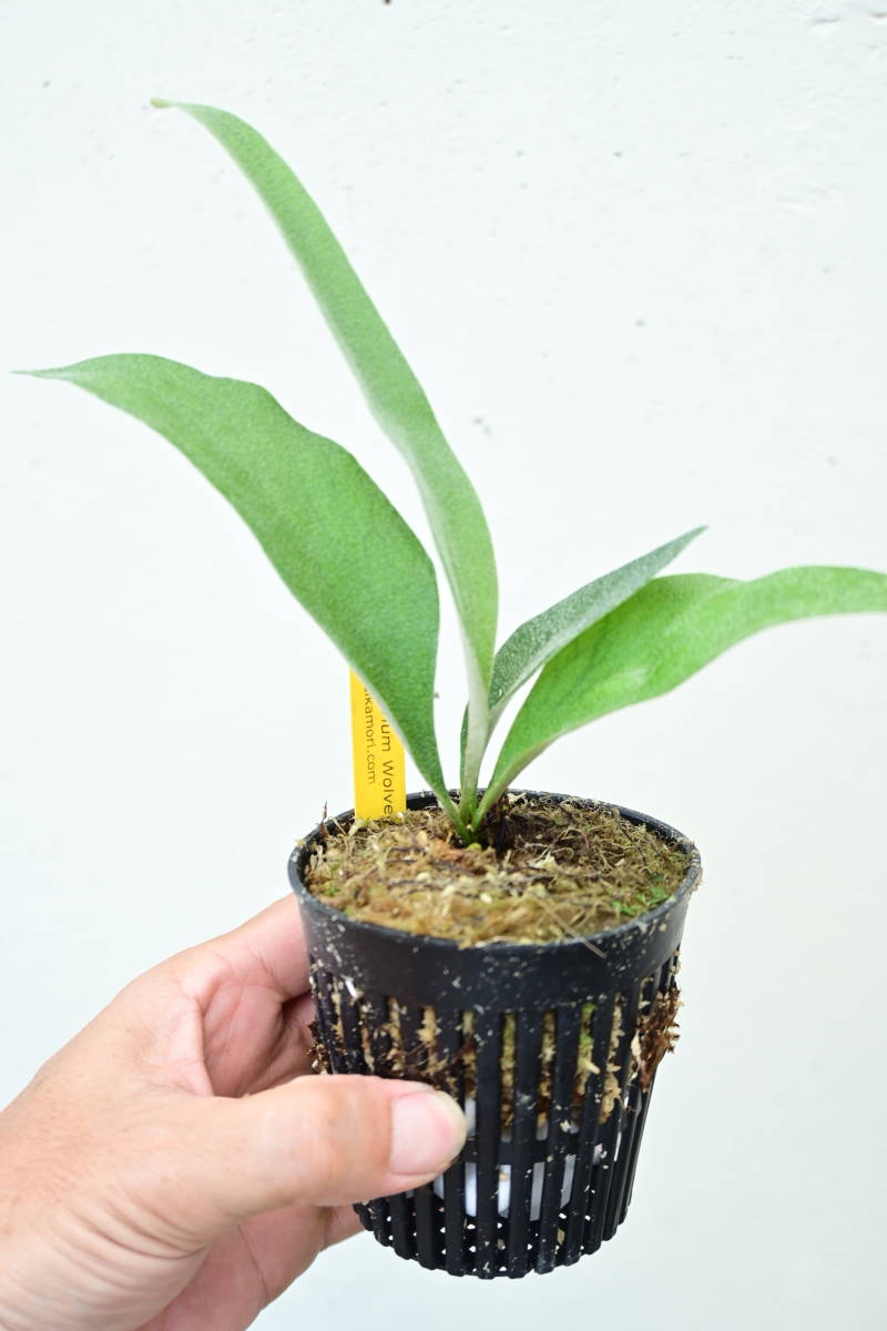 P.Wolverine(P.veitchii Auburn river × P.willinckii)⑤ @bikamori