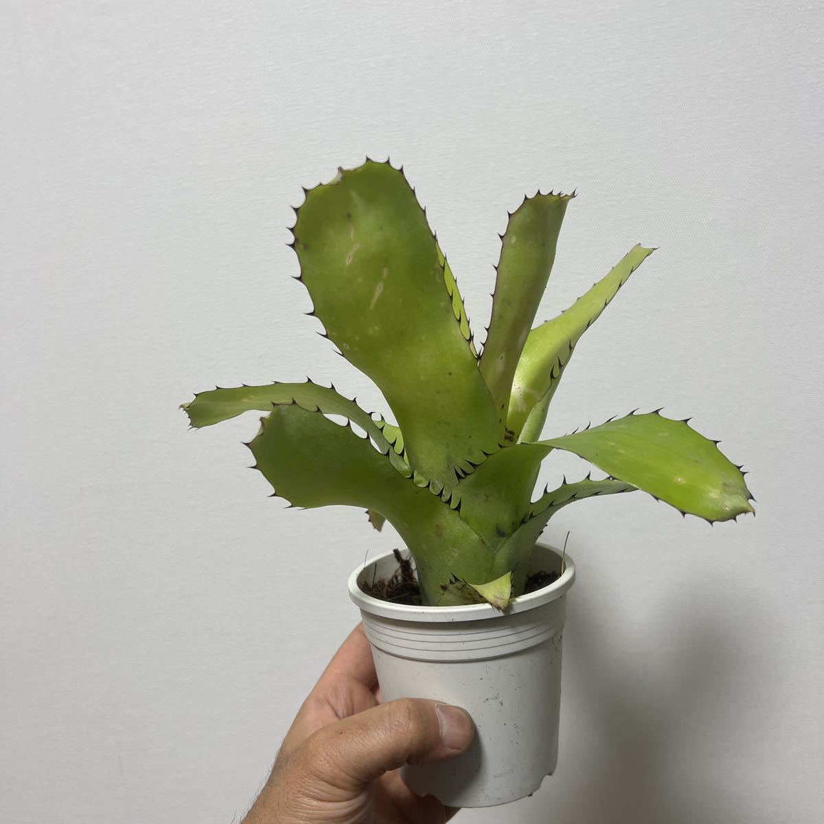 Billbergia sanderiana - ビルベルギア サンデリアナ Than Australia