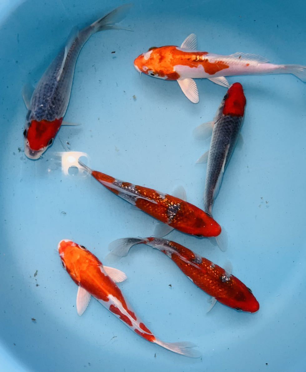 錦鯉MIX6匹 15㎝前後 明け2歳 性別不詳 錦鯉⑥ 五色 菊水 銀鱗