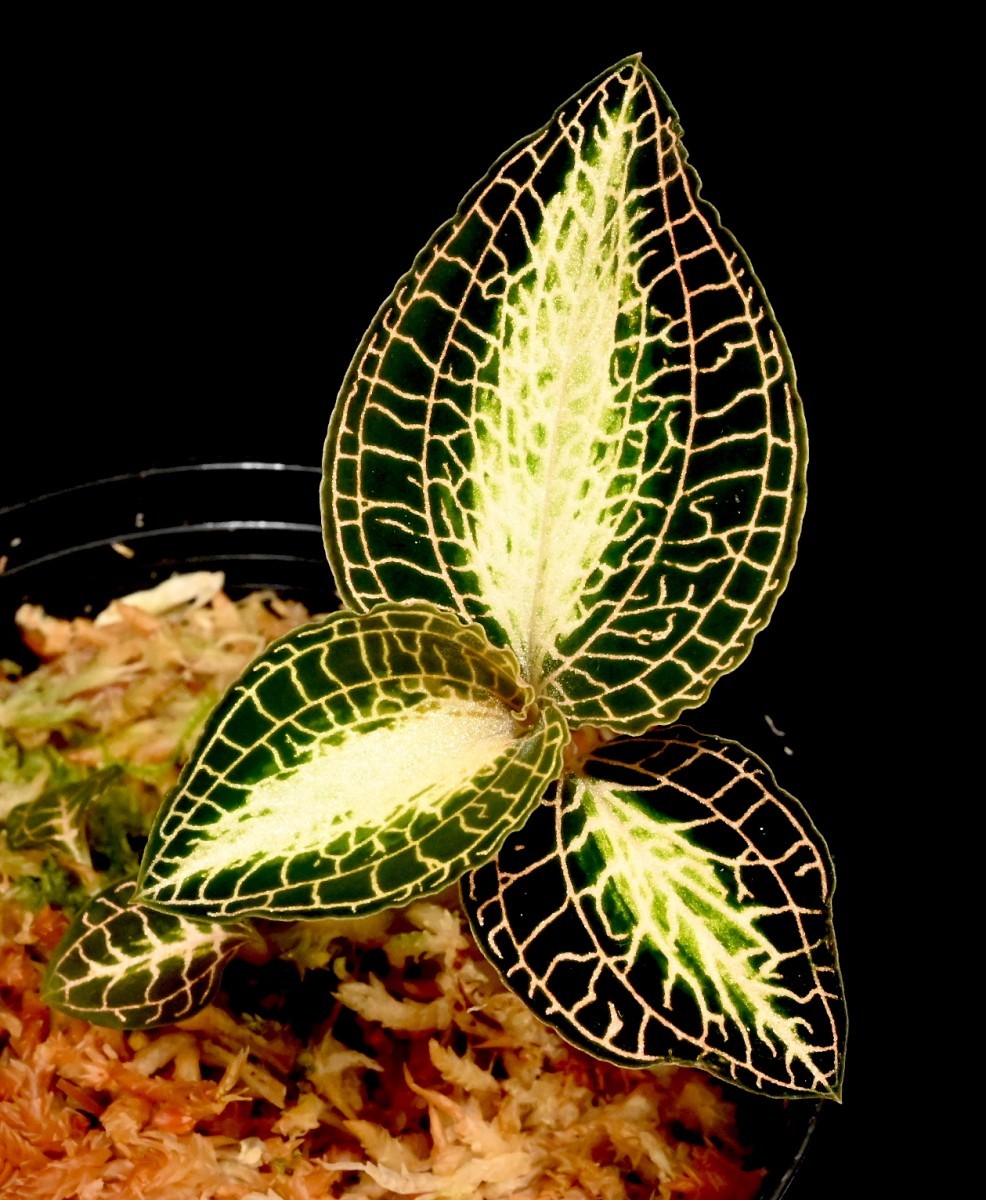 Anoectochilus ジュエルオーキッド 1号 albolineatus｜洋蘭01-D1