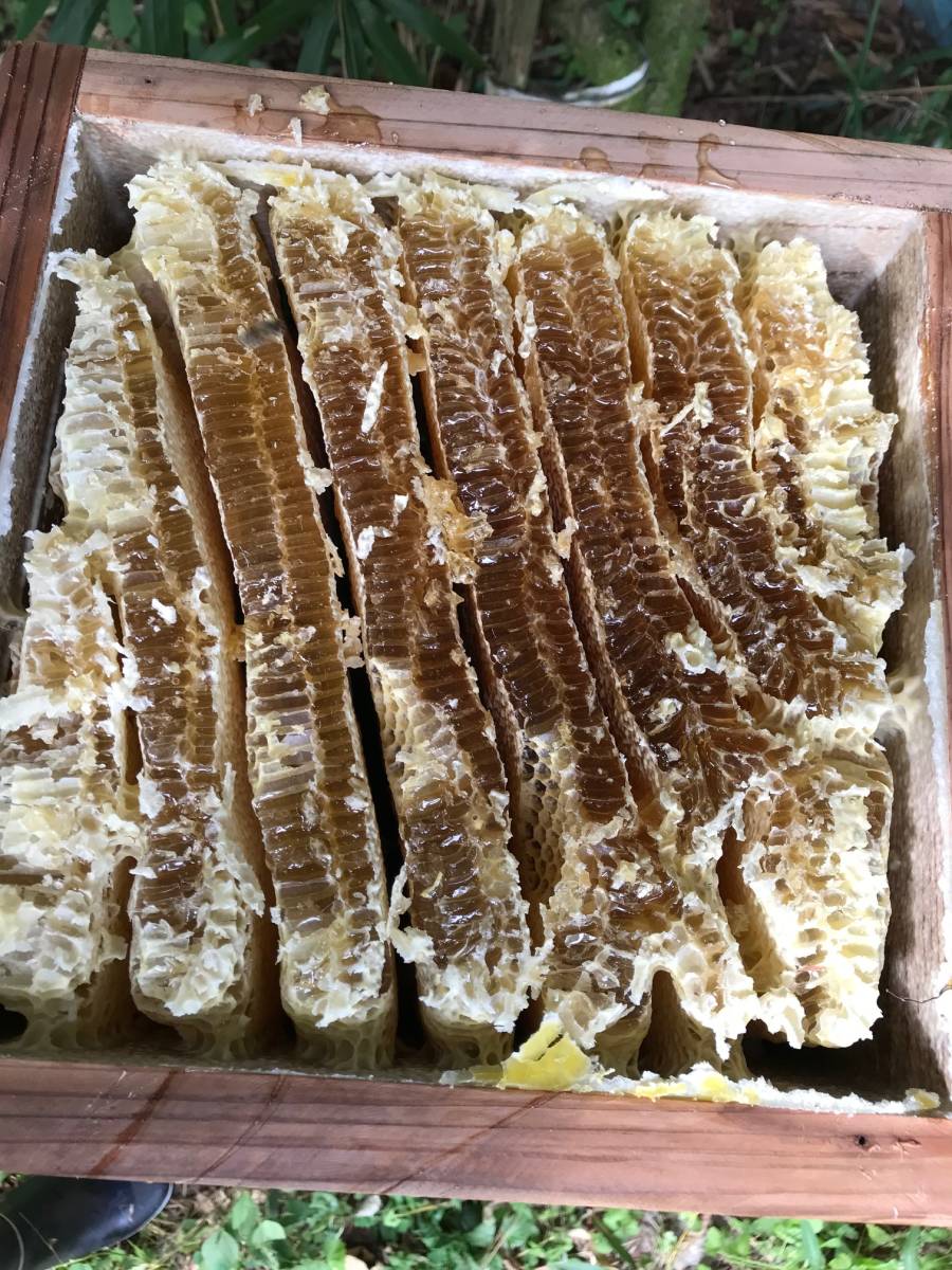 日本蜜蜂蜂蜜 純粋100％ 600g×2本 日本ミツバチ純粋100%蜂蜜 600g