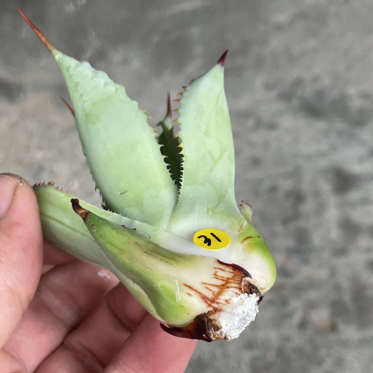 アガベ ポタトラム ' チェリースウィズル ' Agave potatorum ' Cherry