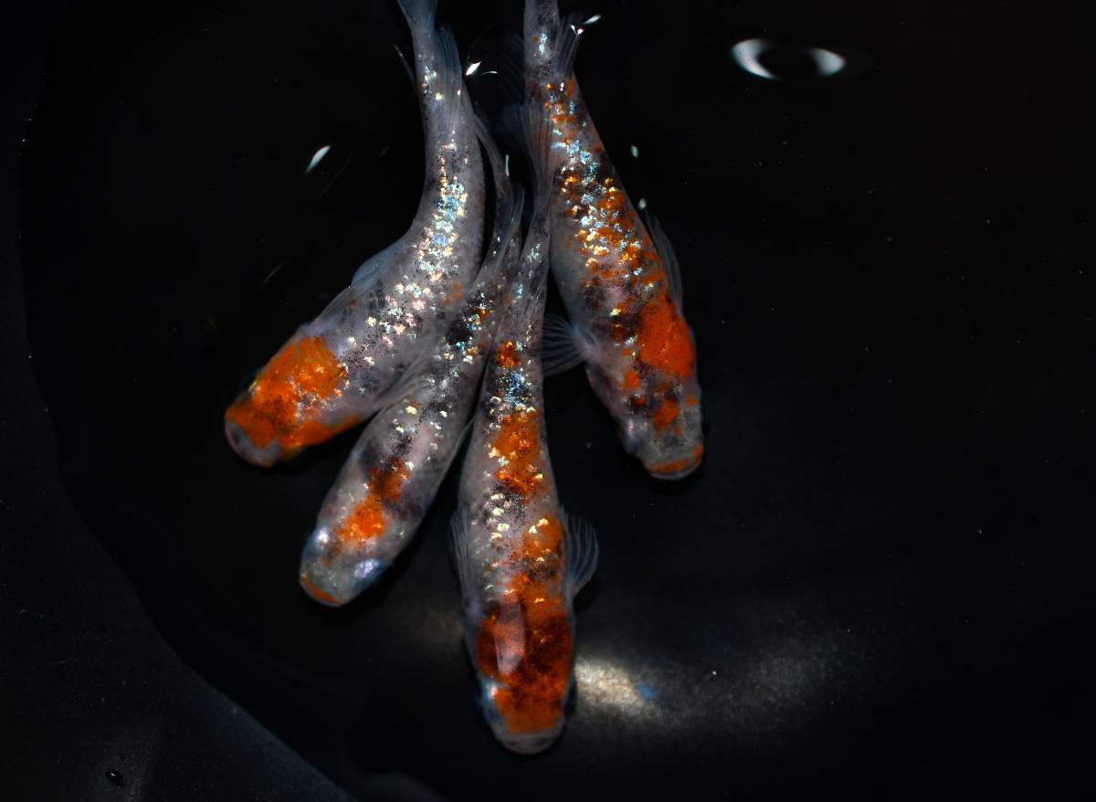 s1030621710.1