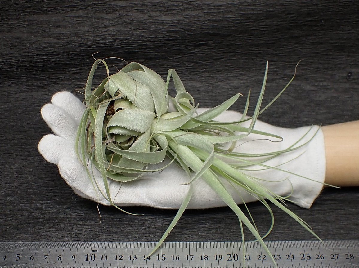 Tillandsia ionantha 'Mexican Zebra' | TSUM1947.BY