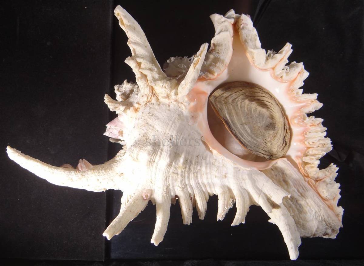 テングガイの値段と価格推移は 18件の売買情報を集計したテングガイの価格や価値の推移データを公開