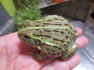 ナンベイウシガエル 7 9センチくらい １匹での価格です Sman3kupang Sch Id