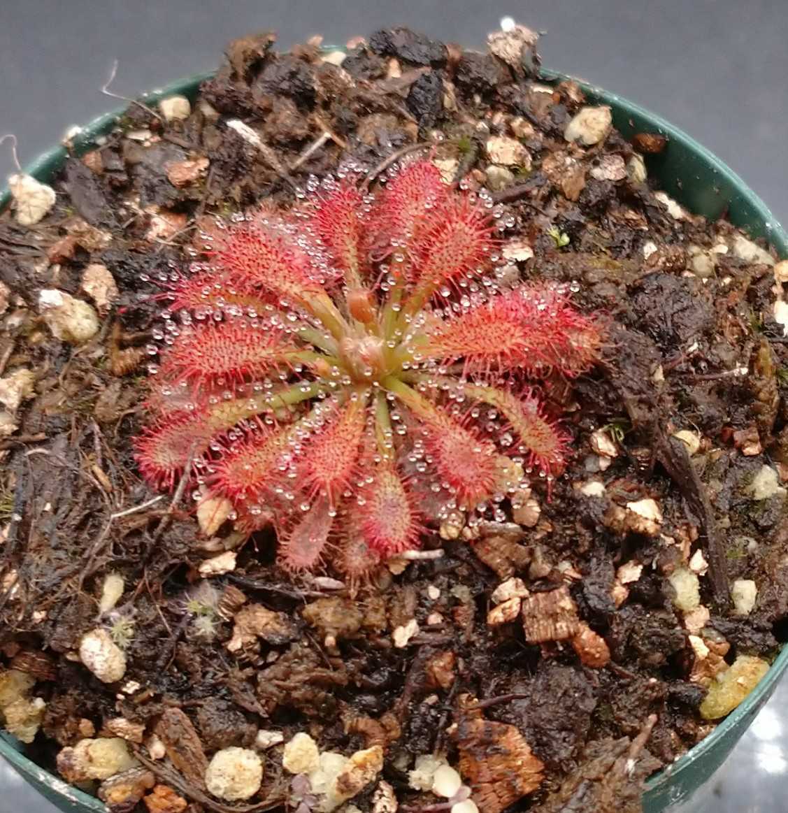 メーカー ヤフオク 世界のドロセラ大図鑑 3巻セット モウセンゴケ ンプレート Mcmc Gr