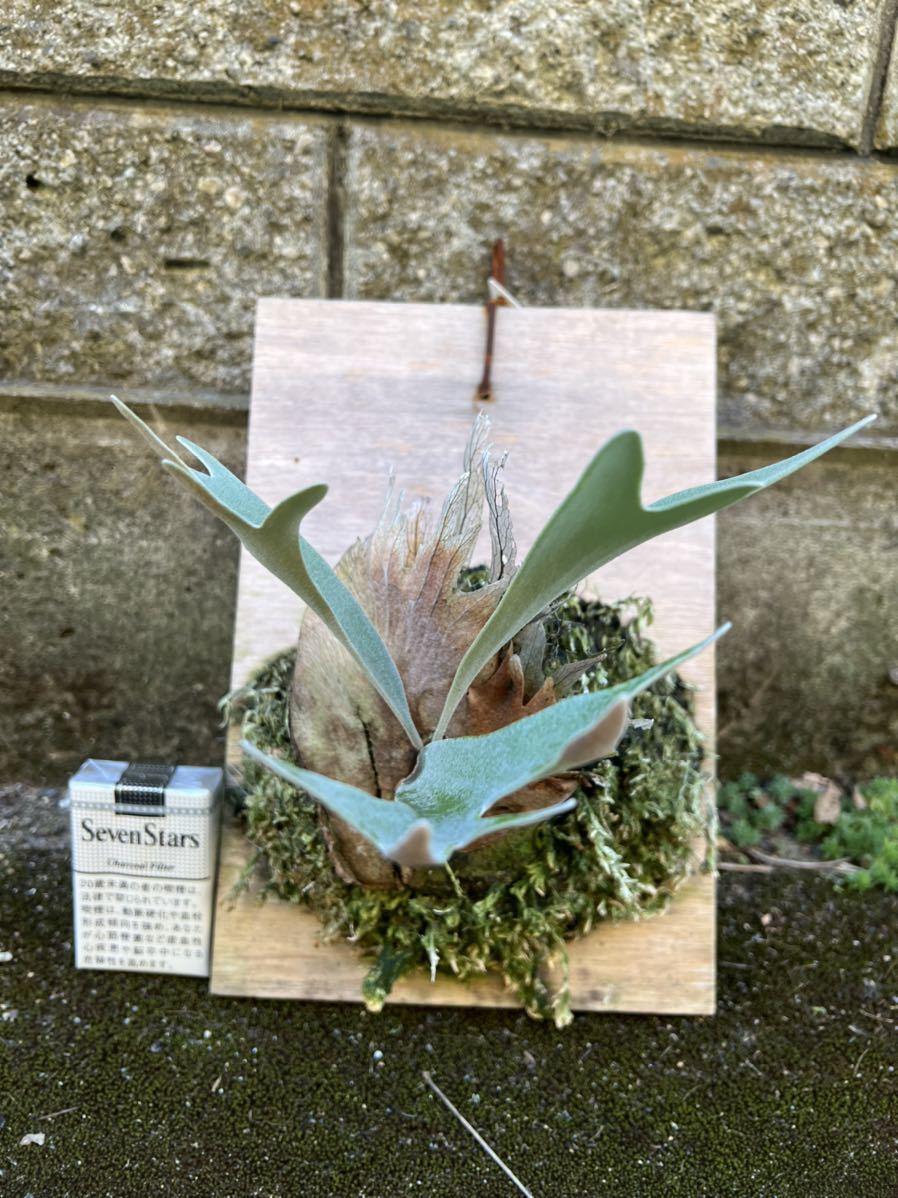 大株 ビカクシダ コルク p.veitchii lemoinei P veitchii 'Lemoinei
