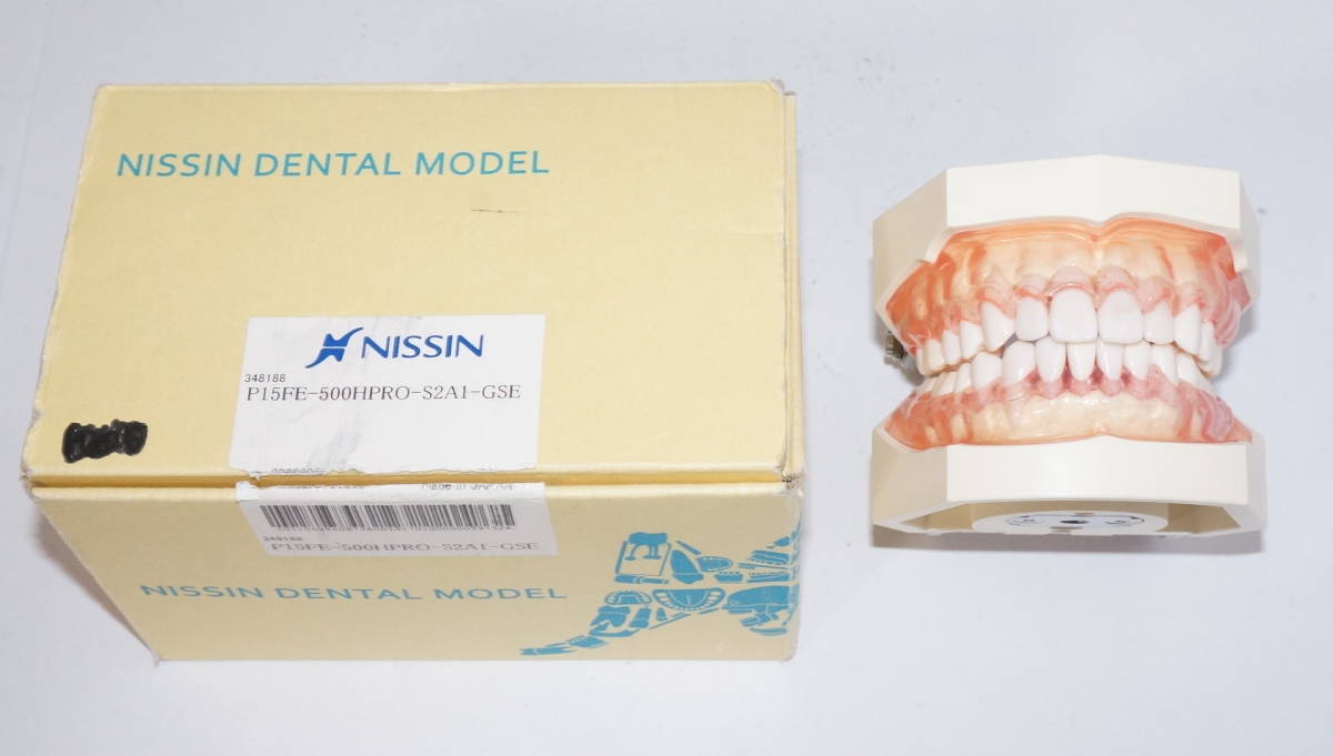 歯科衛生士 歯周病 ニッシン 顎模型 歯周外科 模型 歯科 NISSIN 歯周病